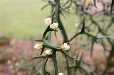 Trifoliate Orange – Identification | Walter Reeves: The Georgia Gardener