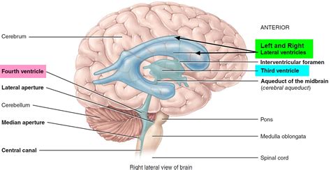 Hydrocephalus - Causes, Symptoms In Babies & Adults, Treatment