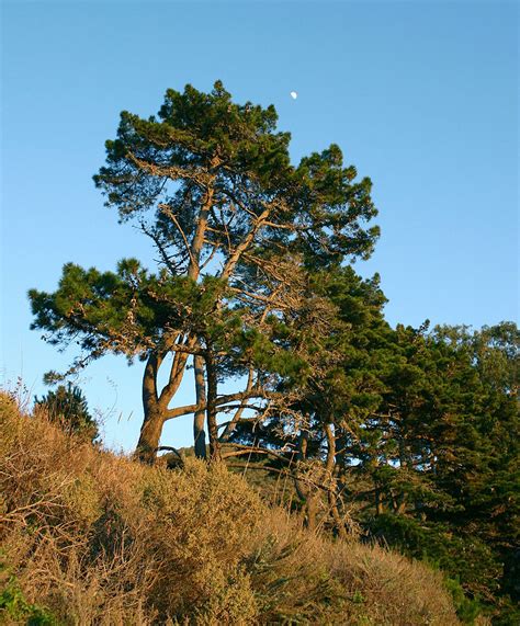 Monterey pine – Conservation Sense and Nonsense