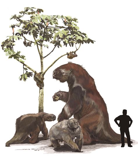 New research shakes up the sloth family tree