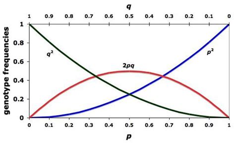 The Hardy-Weinberg Principle | Learn Science at Scitable