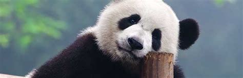 Giant Panda Bear | Animal Facts and Information