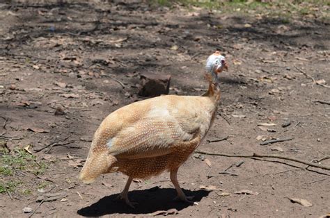 Peach Guinea fowl. | BackYard Chickens - Learn How to Raise Chickens