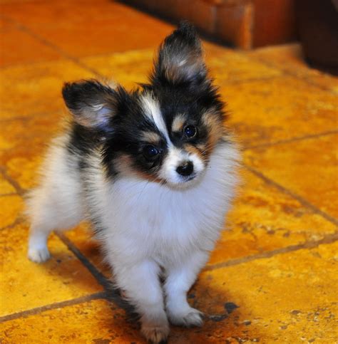 Road's End Papillons : 10 Weeks old Papillon Puppy