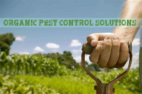 Organic Pest Control For Your Garden - Prepper's Will