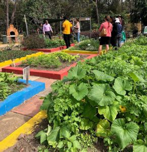 Neighbourhood Centre plants seed of harmony – Bundaberg Now