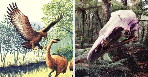 Haast's Eagle: The Extinction of a Prehistoric Predator | The Vintage News