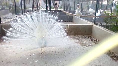 beautiful White peacock dance | peacock dance video | beautiful moor ...