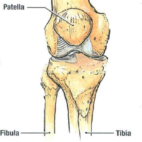 The Patella Is Classified as a Sesamoid Bone Since It: - Damari-has-Bird