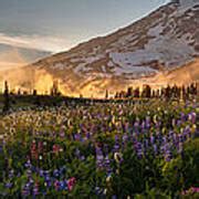 Rainier Golden Light Sunset Meadows Photograph by Mike Reid - Fine Art America