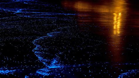 Bioluminescent Plankton - Beautiful Maldives At Night, Bioluminescence HD wallpaper | Pxfuel