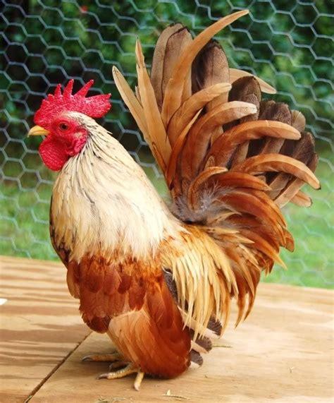 17 Best images about Bantam Chickens on Pinterest | Quails, Pet ...