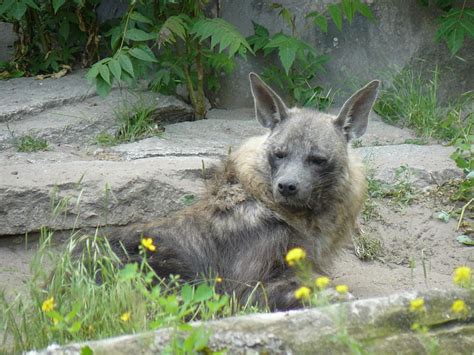 Cool Critters — Brown hyena (Hyaena brunnea) The brown hyena is a...