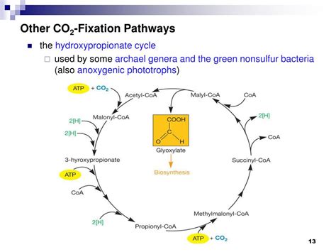 PPT - Chapter 11 Anabolism: The Use of Energy in Biosynthesis PowerPoint Presentation - ID:5780527