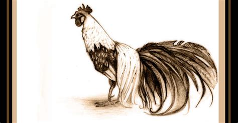 Chook by presquevu on DeviantArt