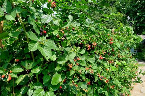 Less Noise, More Green: Rhode Island Edible Landscapes: Cyndee's Barrington Garden