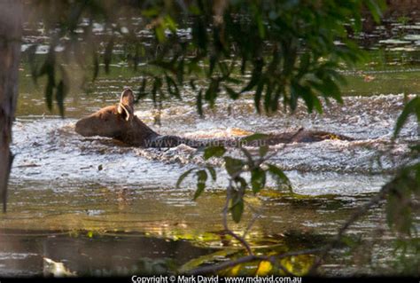 Mark David | Can kangaroos swim?