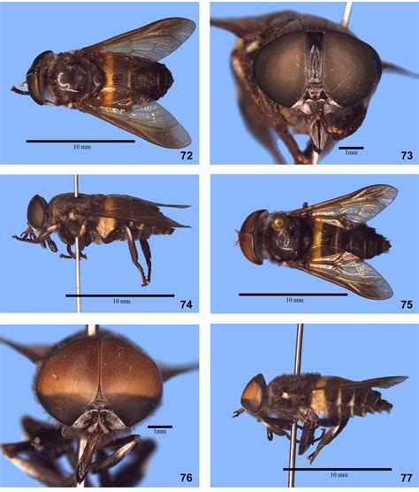 Blood-thirsty jungle horse-flies catch big chill from Smithsonian entomologist | Smithsonian Insider