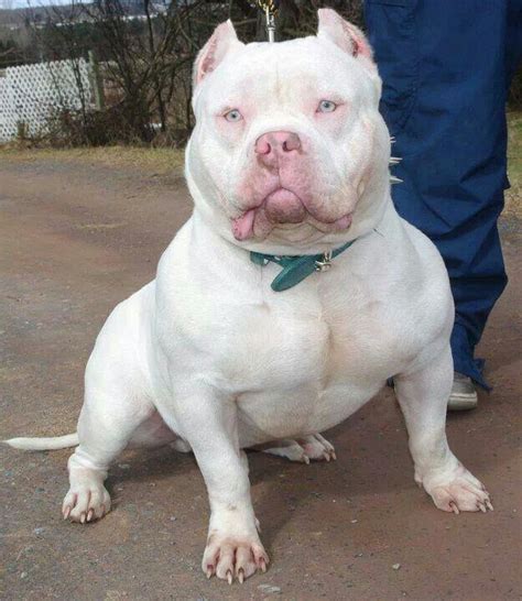 White BOSS | Bully breeds dogs, Bully dog, Pitbull dog