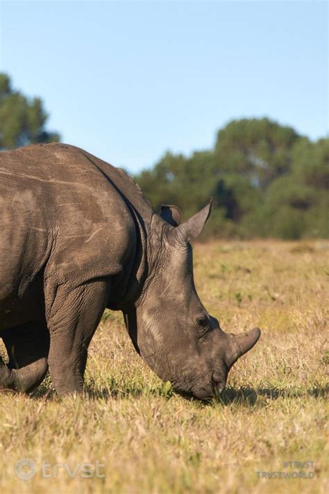 15 Rhinoceros Facts About The Endangered Giants | Wildlife protection ...