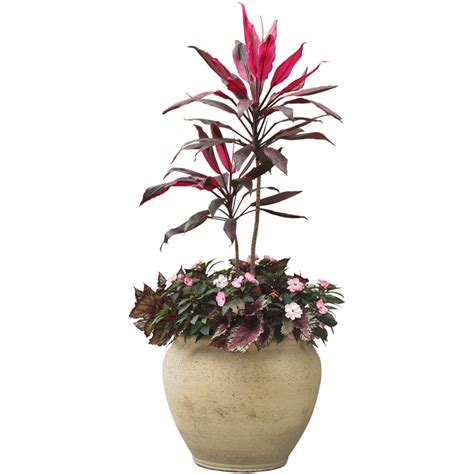 Houseplant Flowerpot - Indoor plant potted plants png download - 800*800 - Free Transparent ...