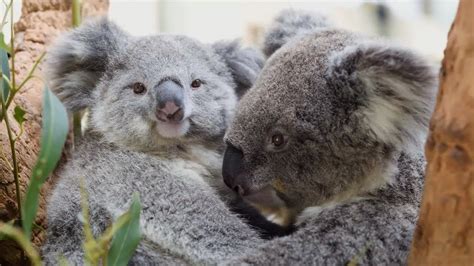 Koala Bears Hugging