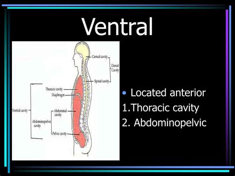 PPT - Body regions PowerPoint Presentation, free download - ID:5918064