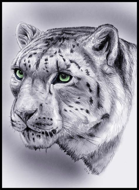 snow-leopard-colour-for-blog.jpg 647×887 pixels | Çizim eğitimleri, Hayvan, Aslanlar