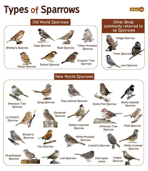 Pin by C.k. Tice on Birdies in 2024 | Types of sparrows, Sparrow ...