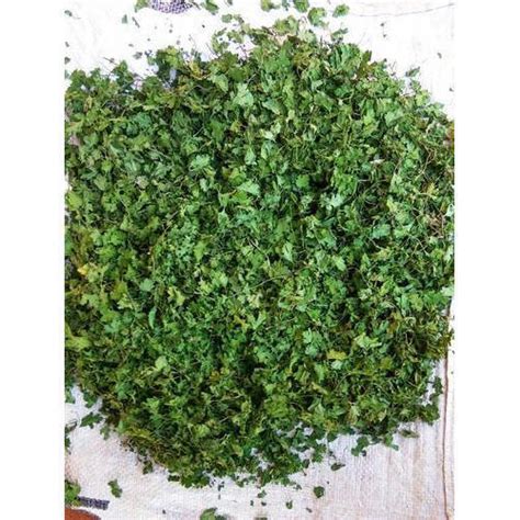 Cooked Coriander Leaves For Fragrant Food Long Time. And Serving In Meals at Best Price in Kota ...