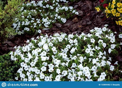 Flowerbed with White Flowers Bells Mulching. Stock Photo - Image of gardening, blooming: 133894462