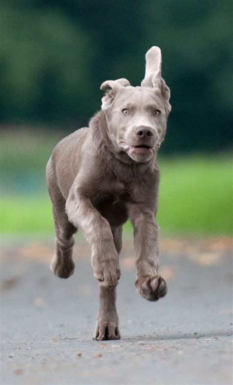 Silver Labs - The Facts About Silver Labrador Retrievers