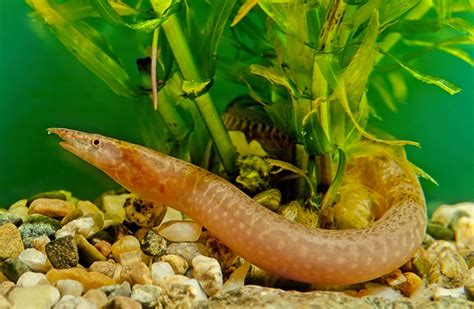 10 Types of Freshwater Eels For Your Home Aquarium: Pictures & Facts