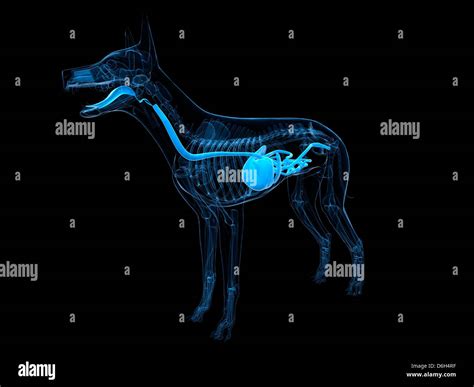 Dog digestive system, artwork Stock Photo - Alamy