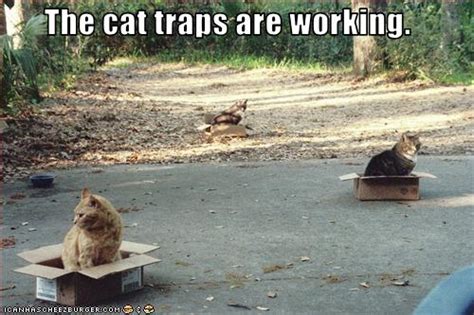 The cat traps are working. - Cheezburger - Funny Memes | Funny Pictures