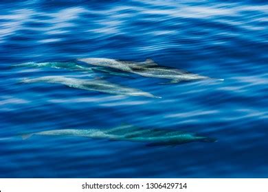 66 Pantropical Spotted Dolphin Stock Photos, Images & Photography ...