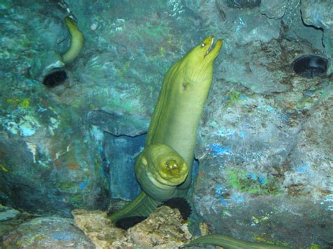 The Online Zoo - Green Moray Eel