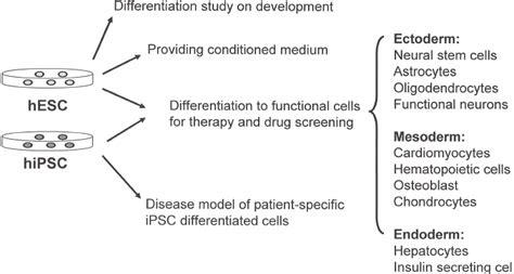 Applications of human embryonic stem cells (hESCs) and induced ...