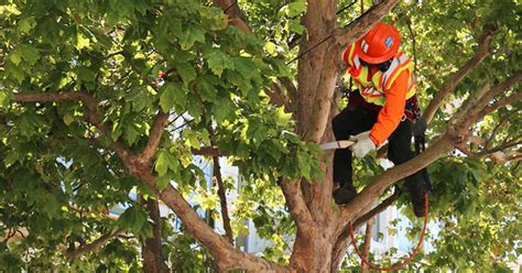 Magnolia Tree Care - How To Care for Magnolia Plants & Trees? - EmbraceGardening