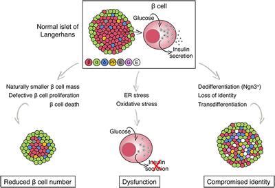 Frontiers | Metabolic Stress and Compromised Identity of Pancreatic ...