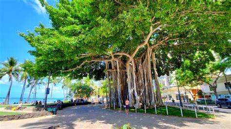 Waikiki banyan tree 🌴 Easy spot to see an Oahu banyan tree in Waikiki near the beach! 🌴 Honolulu ...