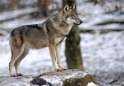 Meet the Coywolf: Wolf/Coyote/Coywolf: A Comparison