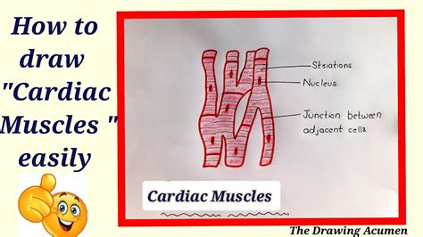 Cardiac Muscle Drawing