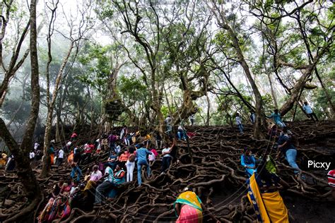 Image of Tourists Or Visitors Trekking The Famous Roots Of trees At Guna Caves Or Devil's ...