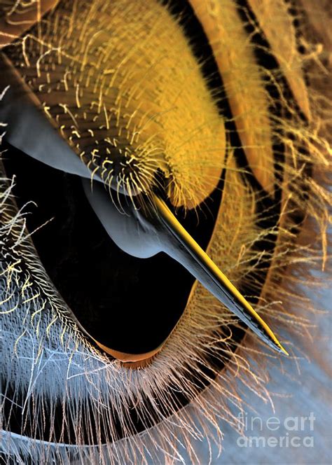 Honey Bee Stinger, Sem Photograph by Stefan Diller | Pixels