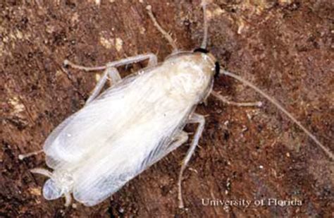 German cockroach - Blattella germanica (Linnaeus)