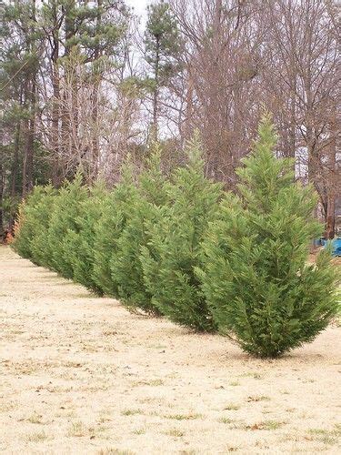 Leyland Cypress Trees how to prune and take care of them | Leyland cypress, Leyland cypress ...