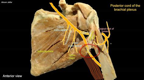 Posterior wall of the axilla - YouTube