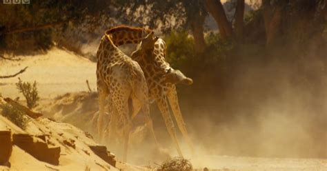 Africa delights: David Attenborough's new BBC nature series thrills with giraffe fight and ...