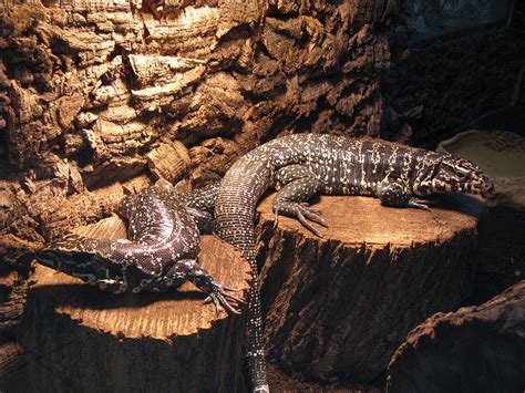 Tegu Enclosure Size Guidelines | ReptiFiles' Tegu Care Guide